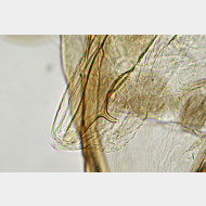 Phyllonorycter insignitella m a