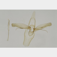 01 Phyllonorycter lautella m