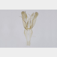 Phyllonorycter maestingella m v2