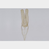 01 Phyllonorycter maestingella m2