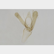 01 Phyllonorycter maestingella m