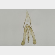 Phyllonorycter maestingella m4