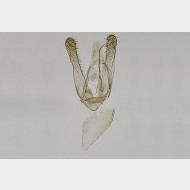 Phyllonorycter maestingella m5