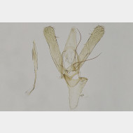 Phyllonorycter maestingella m7