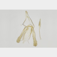 02 Phyllonorycter maestingella m