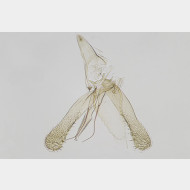Phyllonorycter maestingella m