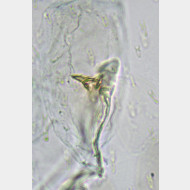 Phyllonorycter maestingella w signum2