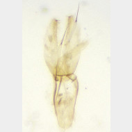 Phyllonorycter muelleriella m