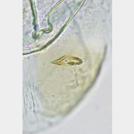 01 Phyllonorycter rajella w signum