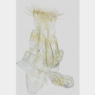 06 Phyllonorycter rajella w