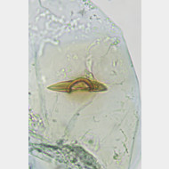 02 Phyllonorycter spinicolella w signum