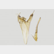 02 Heliozela sericiella m