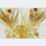 Heliozela sericiella m gr