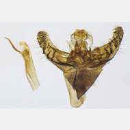 01 Incurvaria praelatella m