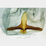 04 Argyresthia albistria w signum