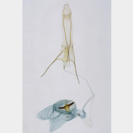00 Argyresthia bonnetella w