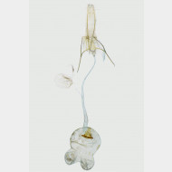 00 Argyresthia conjugella w