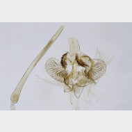 Argyresthia curvella m2