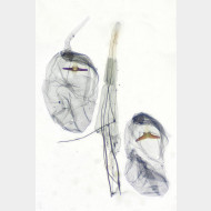 Argyresthia curvella w