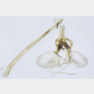 02 Argyresthia semitestacella m