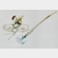 03 Argyresthia semitestacella m
