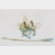 Argyresthia semitestacella m