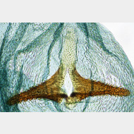 Argyresthia spinosella w signum o