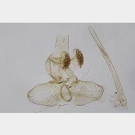 00 Argyresthia thuiella m v2