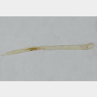 02 Argyresthia thuiella ma gr