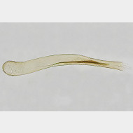 04 Argyresthia thuiella m a gr