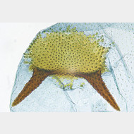 02 Argyresthia thuiella w signum
