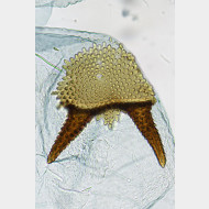 05 Argyresthia thuiella w signum