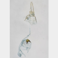 03 Argyresthia thuiella w