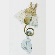 03 Heterogenea asella w