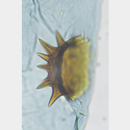 04 Heterogenea asella w signum