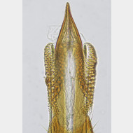 01 Lyonetia clerkella w sp