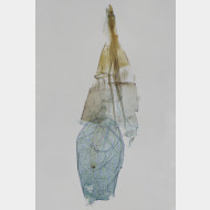 08 Lyonetia clerkella w