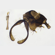 00 Micropterix schaefferi m