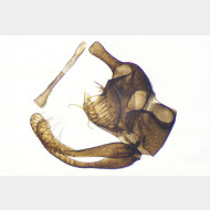 01 Micropterix schaefferi m