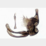 Micropterix schaefferi m