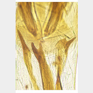 01 Mompha confusella m a gr