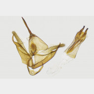 02 Mompha confusella m