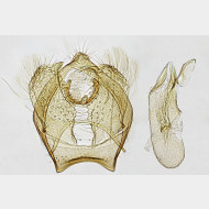 Ectoedemia albifasciella m