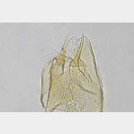 Ectoedemia contorta m v