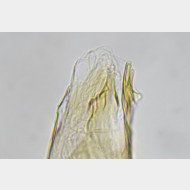 01 Ectoedemia subbimaculella m dorn