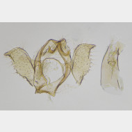 00 Ectoedemia subbimaculella m