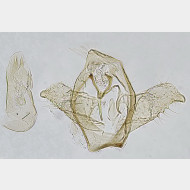 03 Ectoedemia subbimaculella m