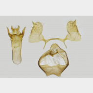 Ectoedemia turbidella m v2
