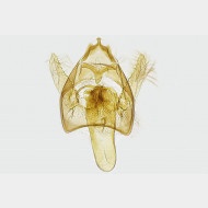 00 Fomoria septembrella m