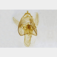 01 Fomoria septembrella m v3